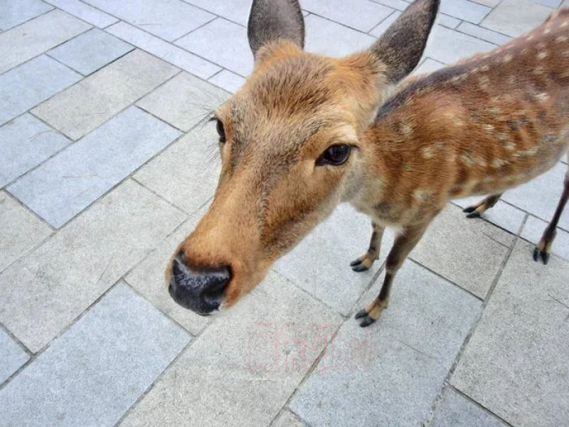 Alguns cervos de Nara estão desnutridos pela falta de turistas (têm comida, mas querem bolachas)