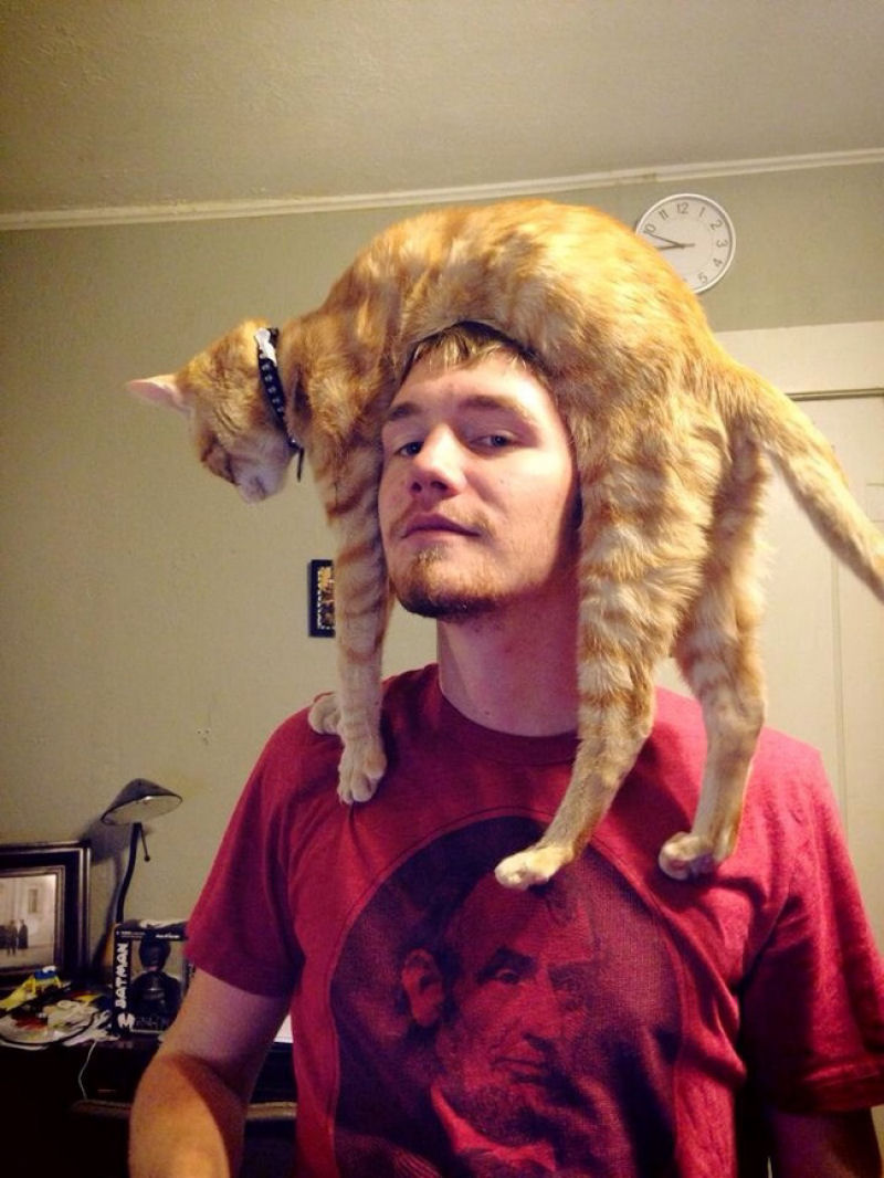 Pessoas usando gatos como chapus esto ganhando a Internet 22