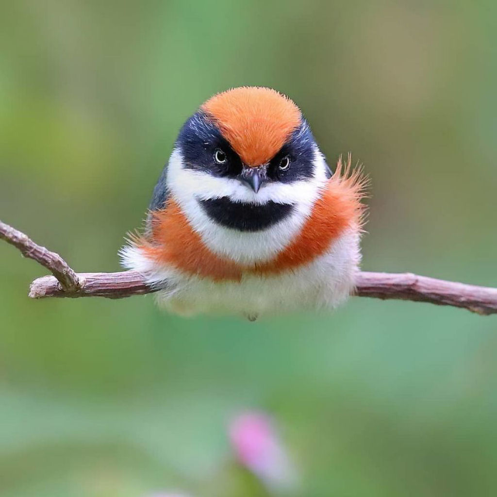 Apesar de não fazer parte das aves-do-paraiso este pássaro é provavelmente um dos mais lindos 04