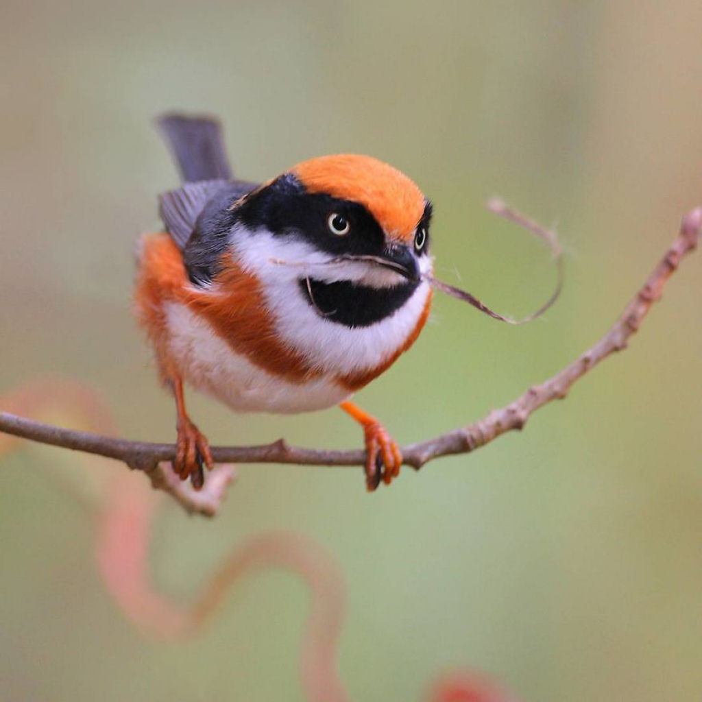 Apesar de não fazer parte das aves-do-paraiso este pássaro é provavelmente um dos mais lindos 15