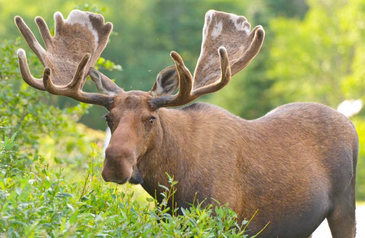 Por que os alces precisam perder seus chifres?