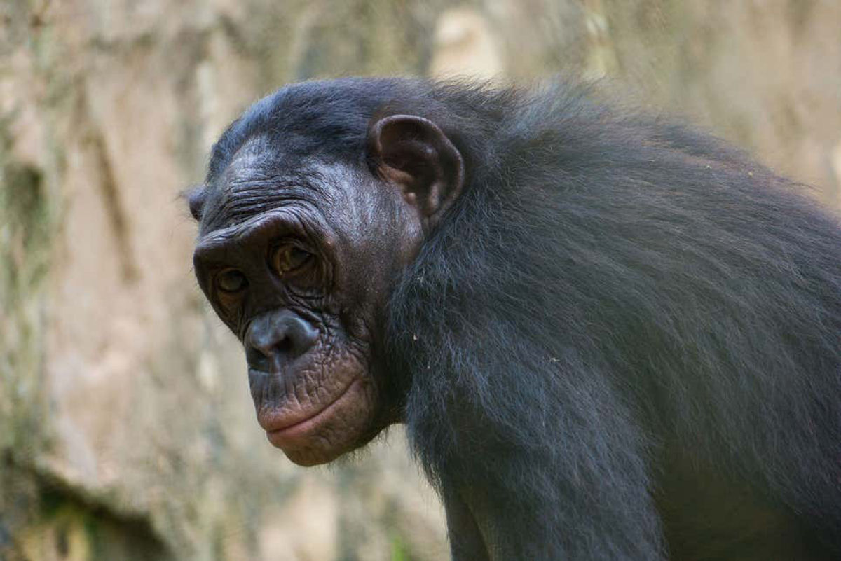 Gravam pela primeira vez um chimpanzé se masturbando com um objeto criado por humanos