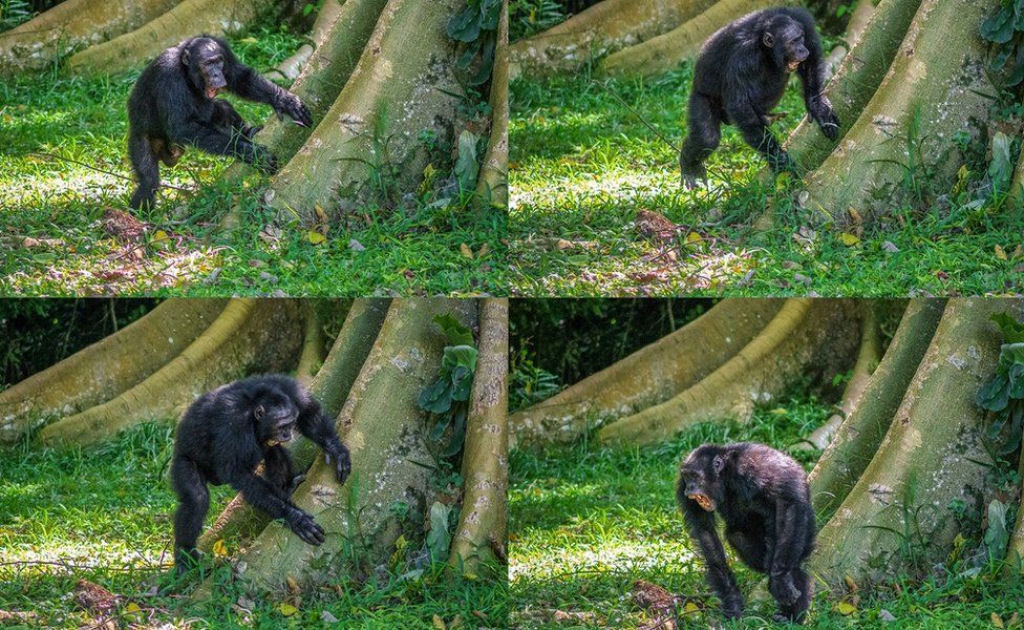 Os chimpanzs se comunicam batendo nas rvores com suas prprias batidas