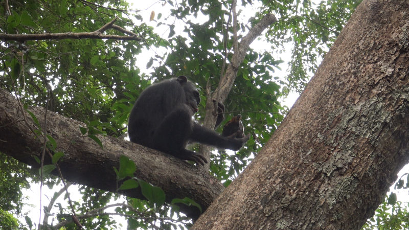 O registro inédito de chimpanzés comendo tartarugas depois de batê-las contra árvores para destruir suas carapaças