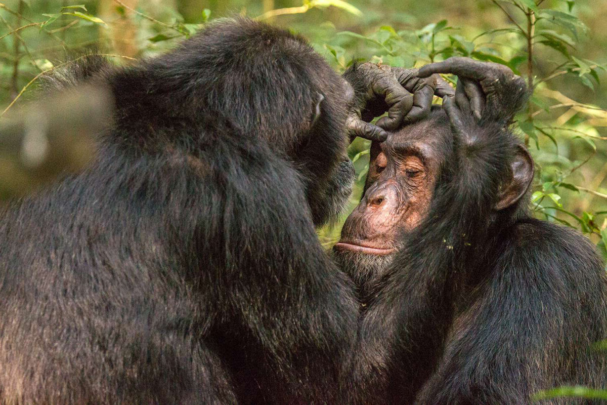 Chimpanzés parecem usar insetos para tratar suas feridas