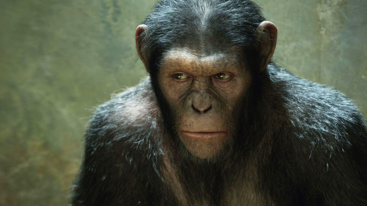 Cientista afirma que h 100 anos nasceu o primeiro cruzamento entre humano e chimpanz em um laboratrio americano