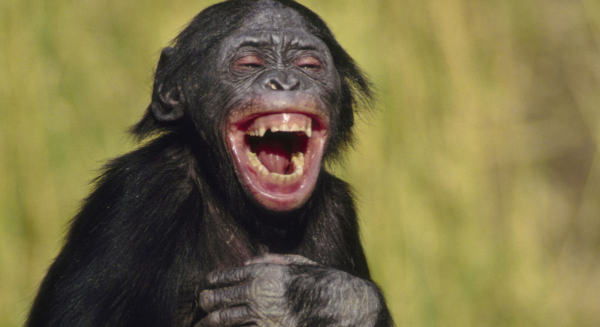 Cientista afirma que h 100 anos nasceu o primeiro cruzamento entre humano e chimpanz em um laboratrio americano