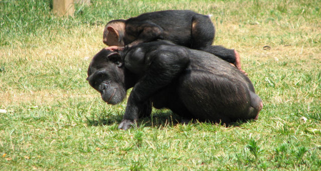Chimpanzs em cativeiro mostram trastornos mentais
