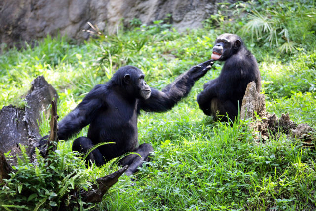 Chimpanzs em cativeiro mostram trastornos mentais