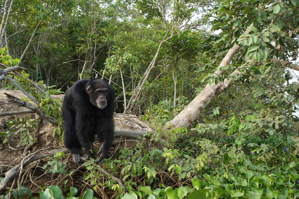 Chimpanzé mais solitário do mundo abraça visitantes humanos após anos de isolamento em uma ilha