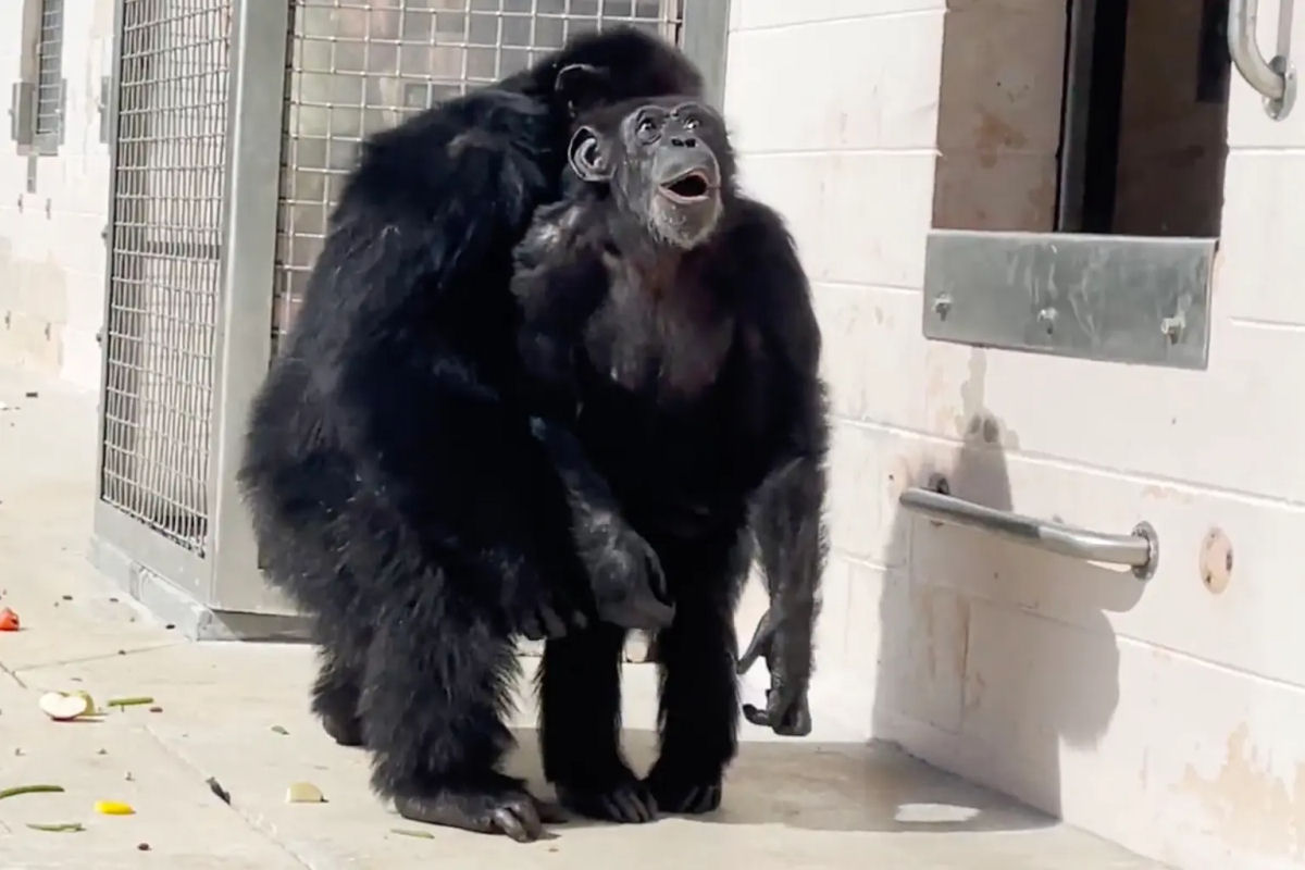 O momento em que uma chimpanz de 29 anos v o cu pela primeira vez