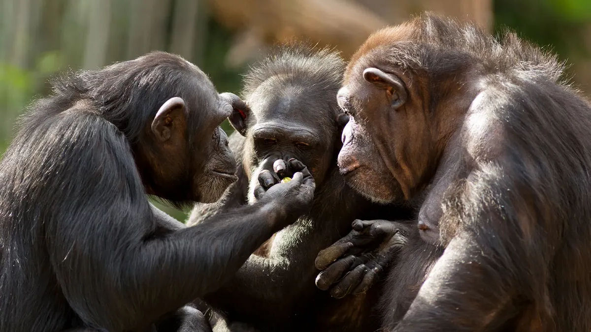 Chimpanzs tm a capacidade de falar como os humanos, de acordo com um experimento