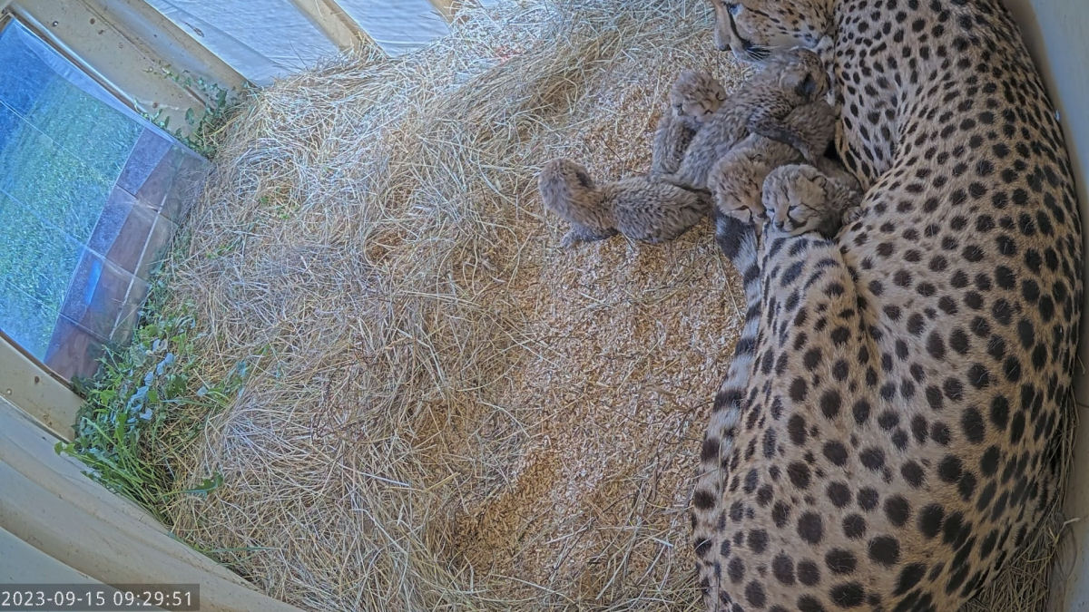 Zoo americano celebra a chegada de 5 filhotes de chita