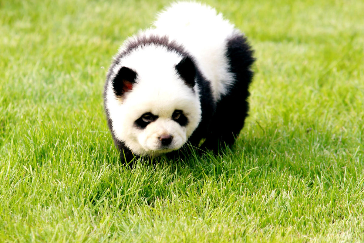 Na falta de pandas, zoo chins usou chow-chows pintados de preto e branco