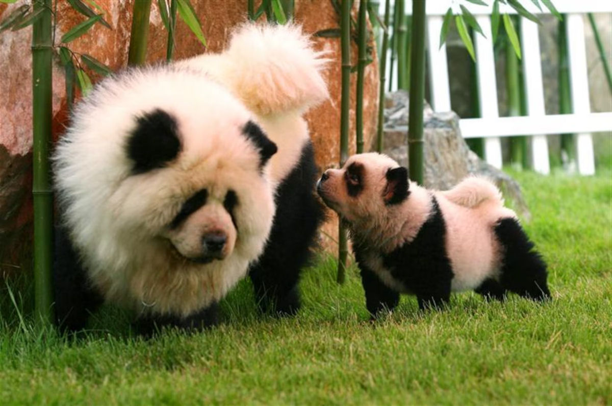 Na falta de pandas, zoo chins usou chow-chows pintados de preto e branco
