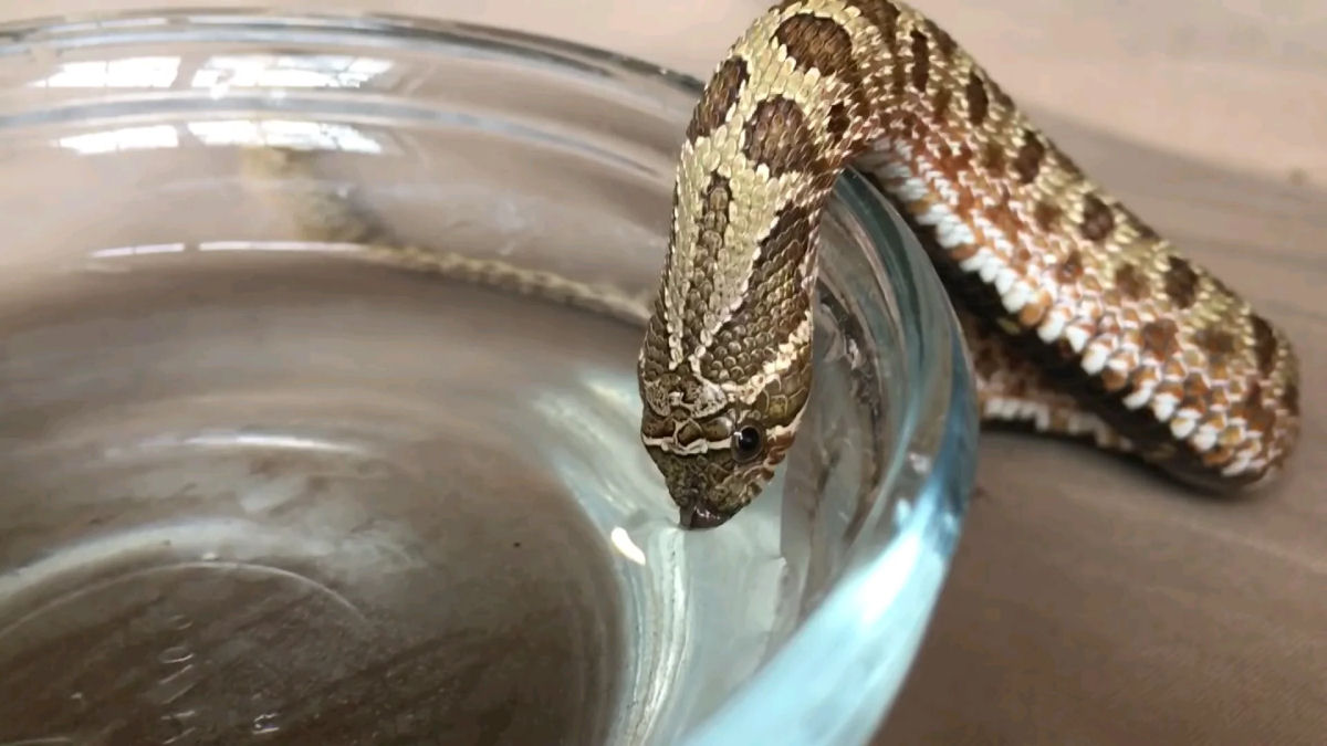 Como as cobras bebem gua com suas lnguas viperinas?s?