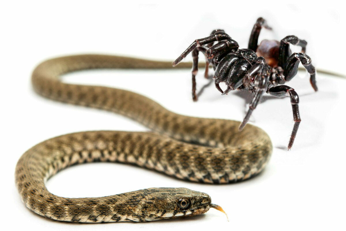 As aranhas adoram um petisco de cobra, e estas fotos são a prova gráfica