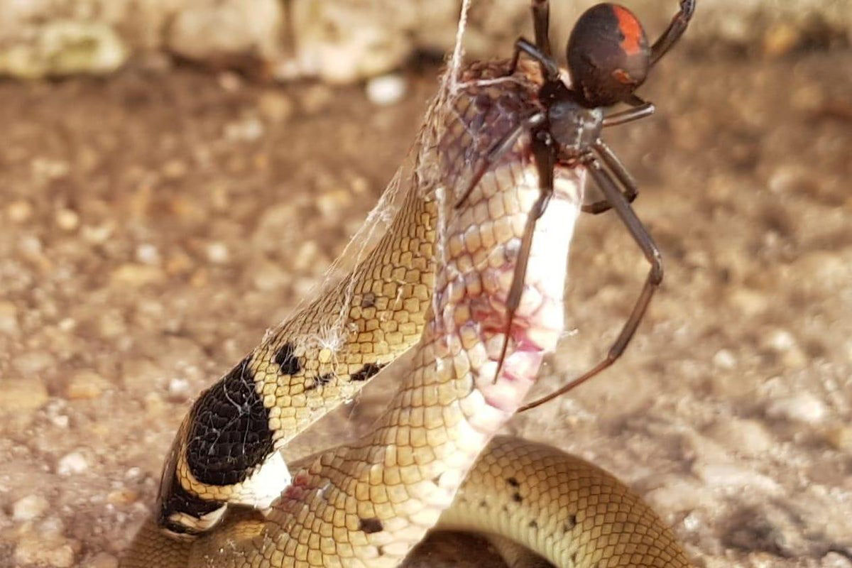 As aranhas adoram um petisco de cobra, e estas fotos são a prova gráfica
