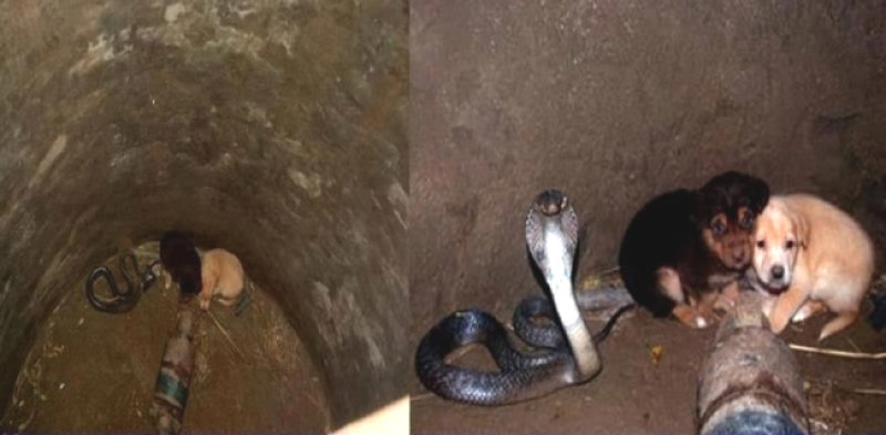 Dois cezinhos caram em um buraco onde estava uma enorme cobra-real, adivinhe o que aconteceu
