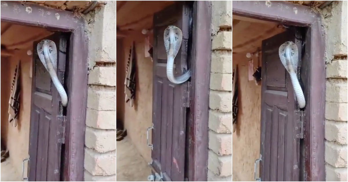 A cobra-real pode ser o melhor sistema de segurança para uma casa