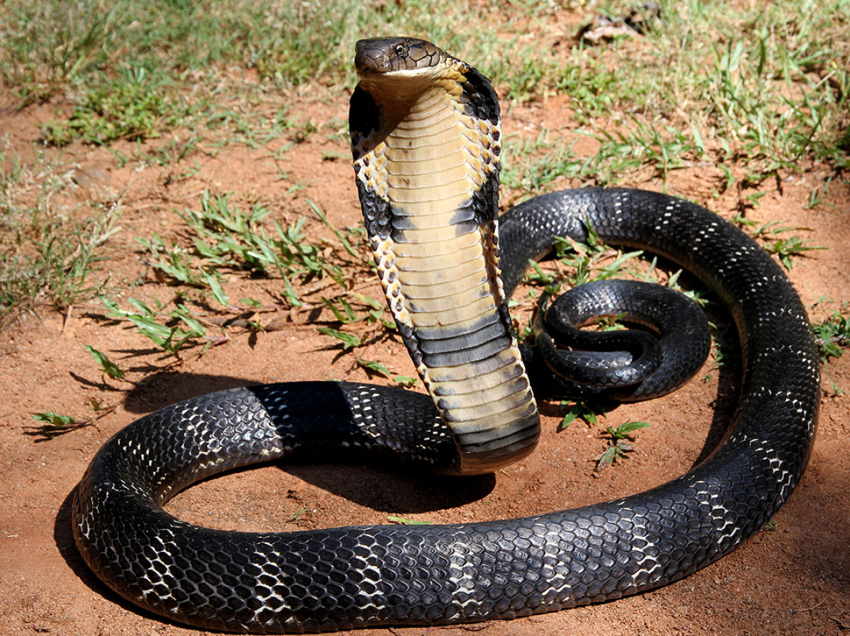 Como espcimes de cobras centenrias resolveram o mistrio da cobra-rei?