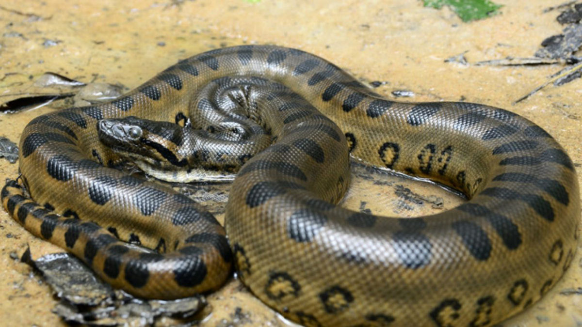 Se algum fosse engolido por um animal muito grande, por quanto tempo permaneceria vivo?