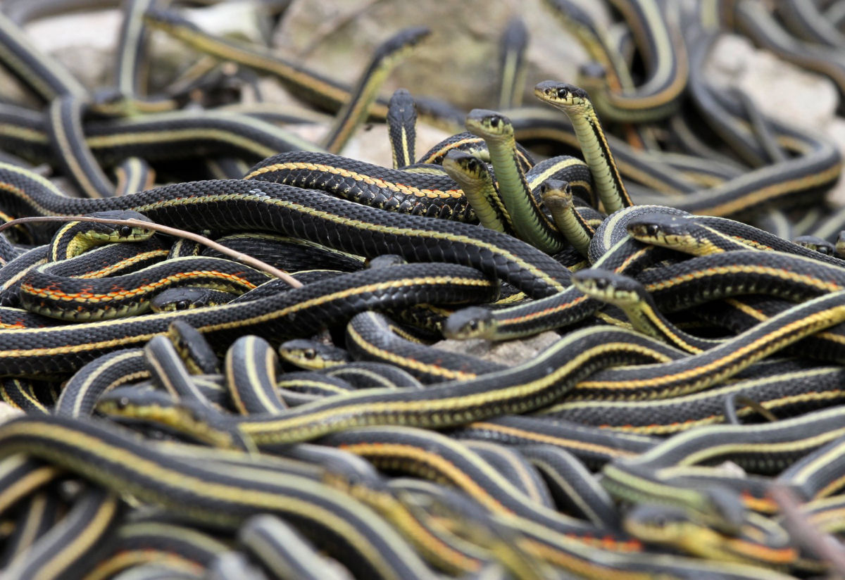 No maior encontro de cobras do mundo ocorre um dos acasalamentos mais incomuns do reino animal