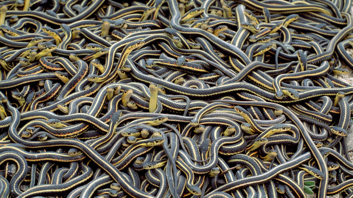 No maior encontro de cobras do mundo ocorre um dos acasalamentos mais incomuns do reino animal
