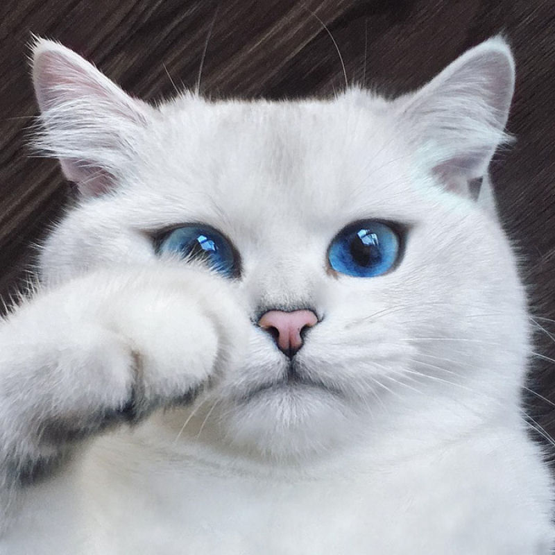 Este gato tem os olhos mais preciosos que você já viu 01
