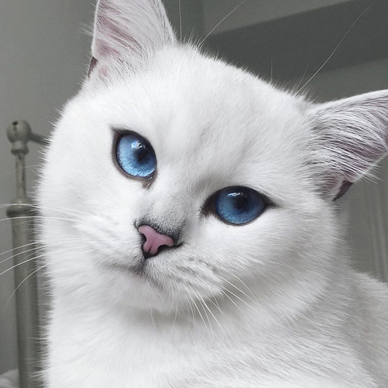 Este gato tem os olhos mais preciosos que você já viu 03