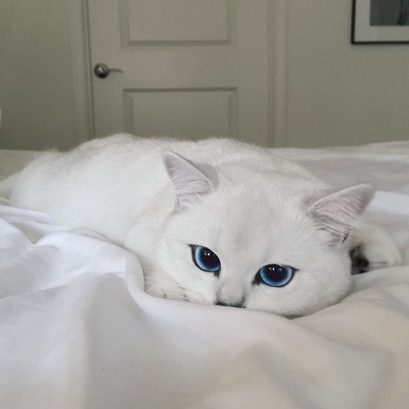 Este gato tem os olhos mais preciosos que você já viu 04