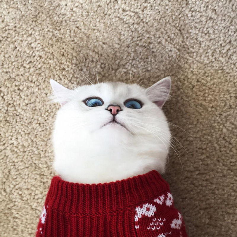 Este gato tem os olhos mais preciosos que você já viu 05