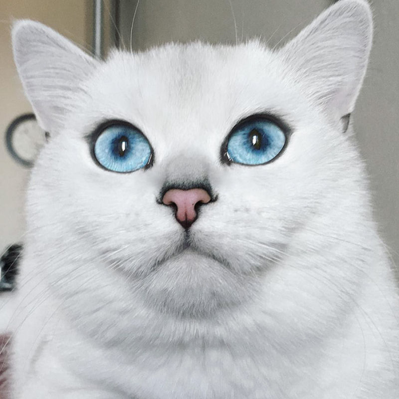 Este gato tem os olhos mais preciosos que você já viu 06