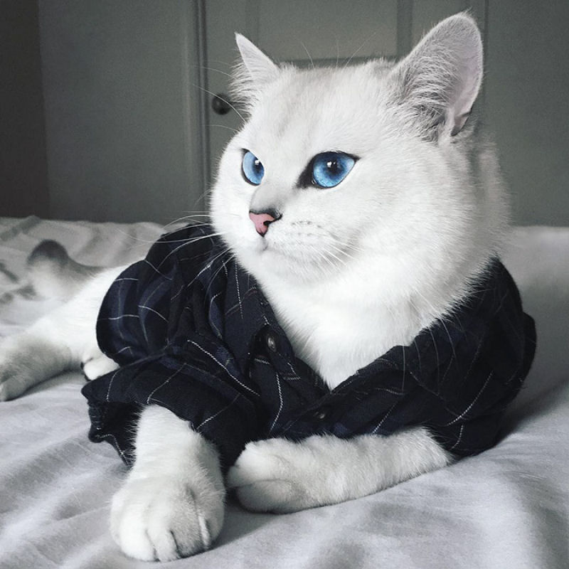 Este gato tem os olhos mais preciosos que você já viu 09