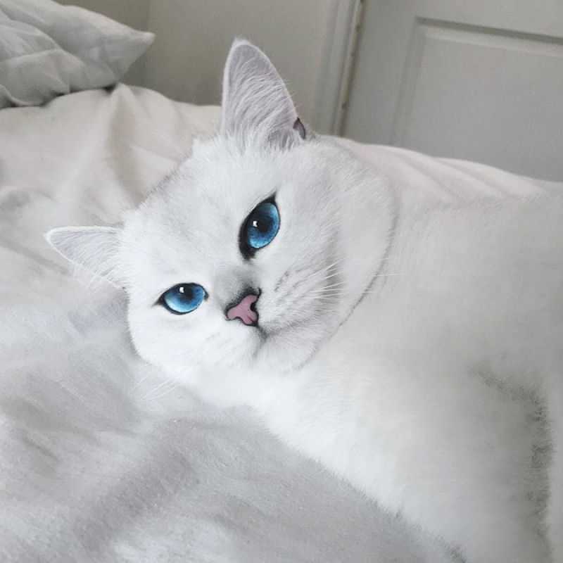 Este gato tem os olhos mais preciosos que você já viu 12