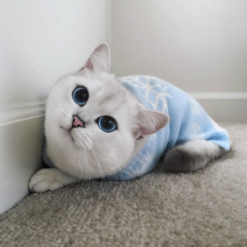 Este gato tem os olhos mais preciosos que você já viu 14