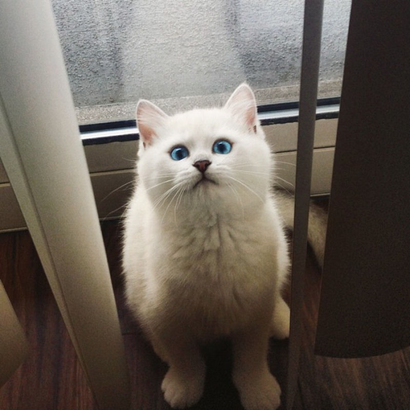Este gato tem os olhos mais preciosos que você já viu 15