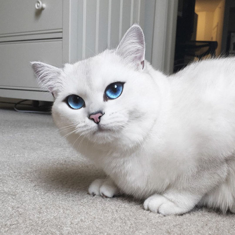 Este gato tem os olhos mais preciosos que você já viu 16