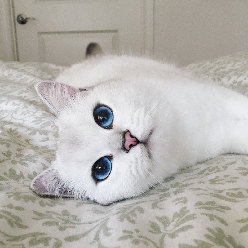 Este gato tem os olhos mais preciosos que você já viu 17