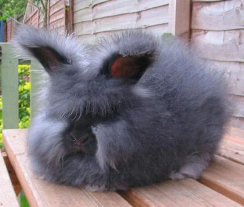 Singularidades extraordinrias de animais extraordinrios: o coelho angor 12