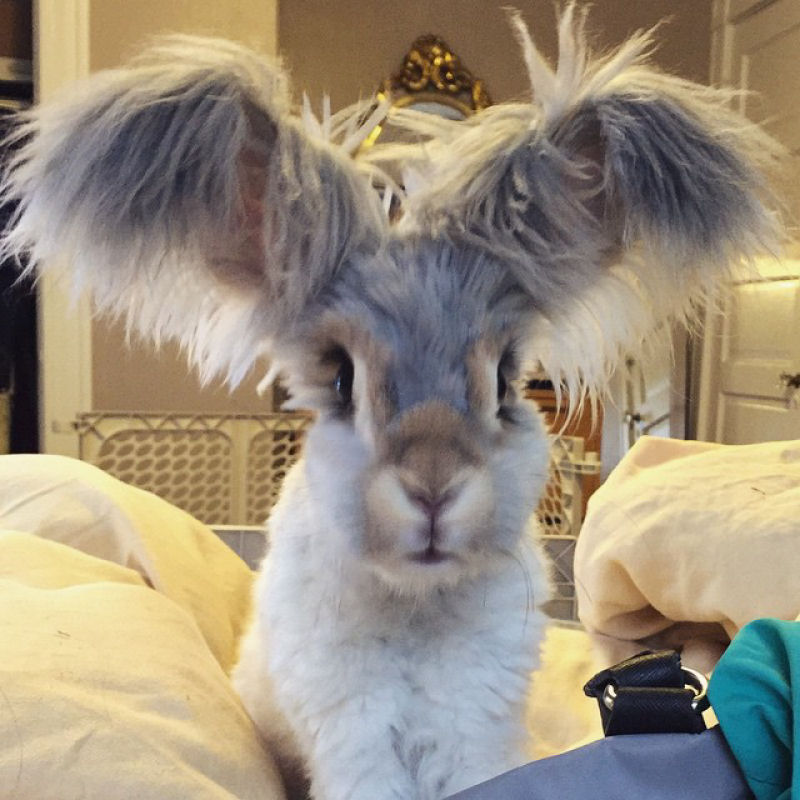 Este  Wally, um coelho Angor com enormes orelhas aladas 01