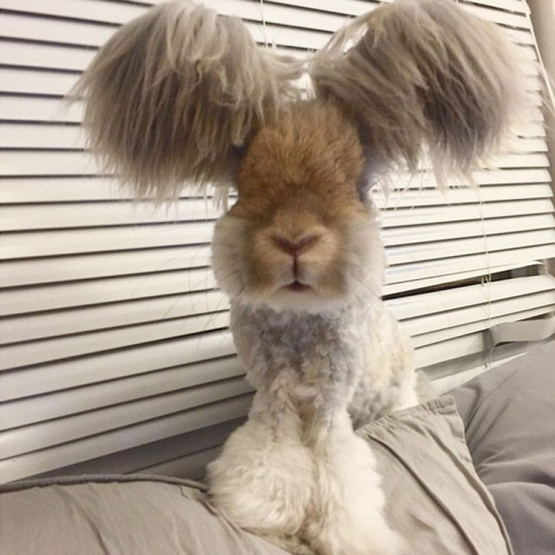 Este  Wally, um coelho Angor com enormes orelhas aladas 06