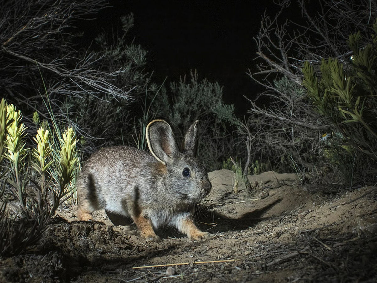 Os cientistas podem salvar o menor coelho do mundo?