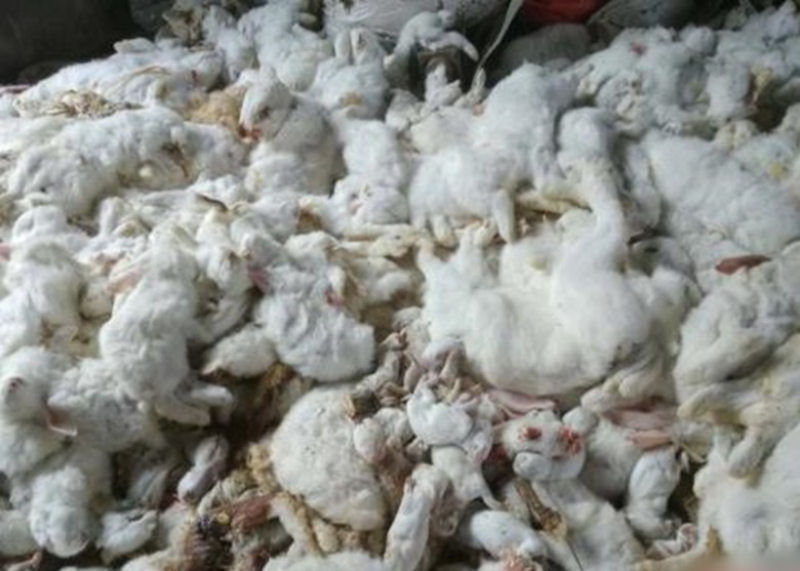 10.000 coelhos morrem literalmente de susto com celebrao de foguetes