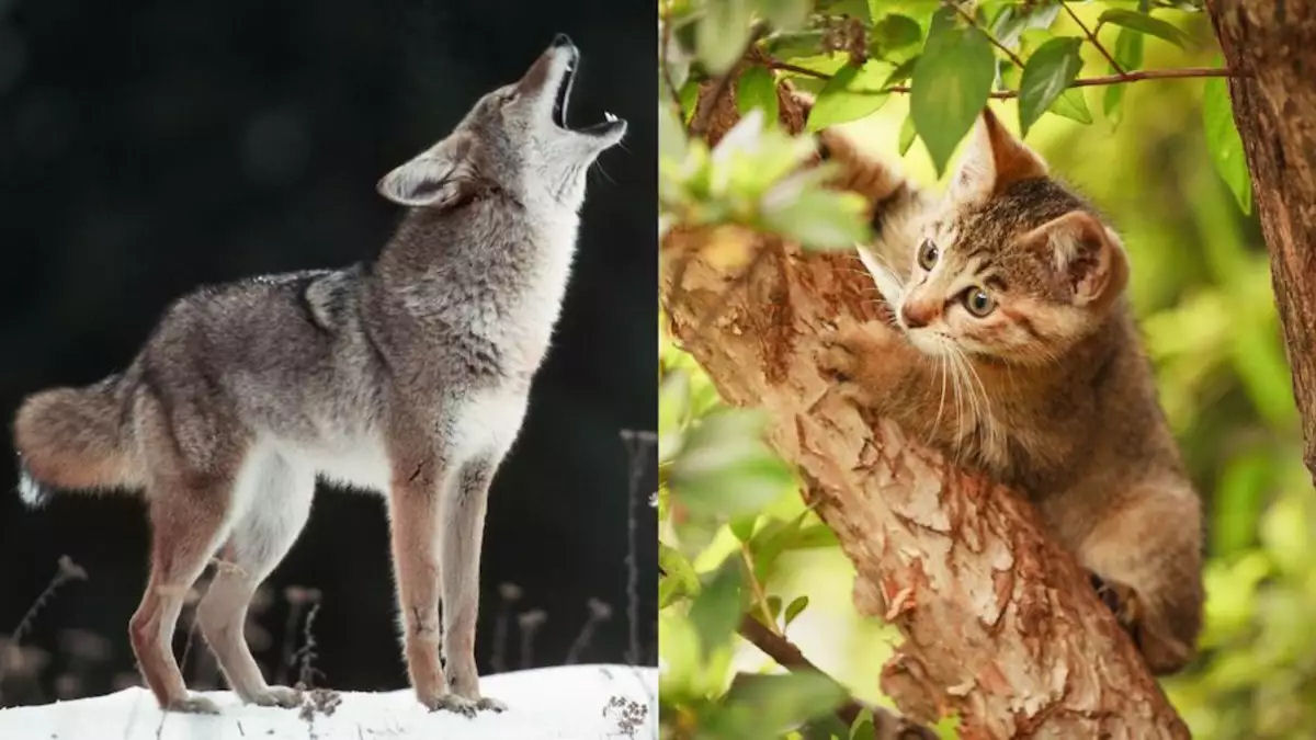 Coiote versus Gato: felino feroz escapa por pouco de seu confronto com inimigo