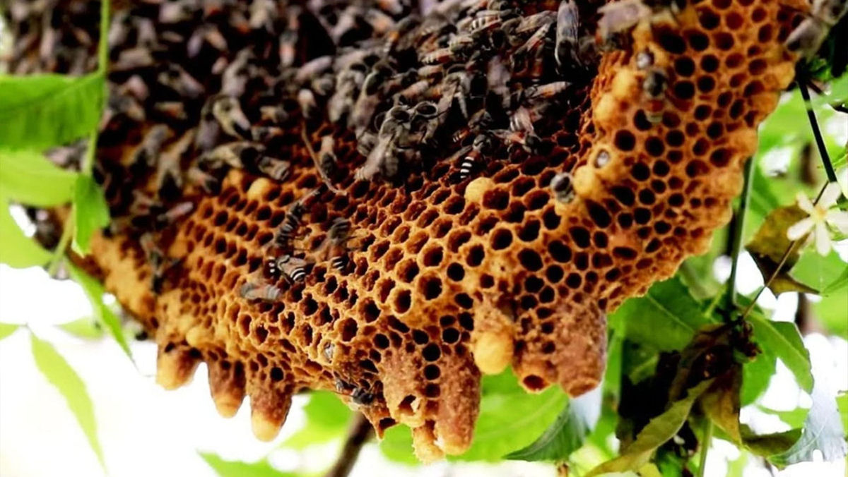 As sociedades apiárias não são tão pacíficas quanto dizem