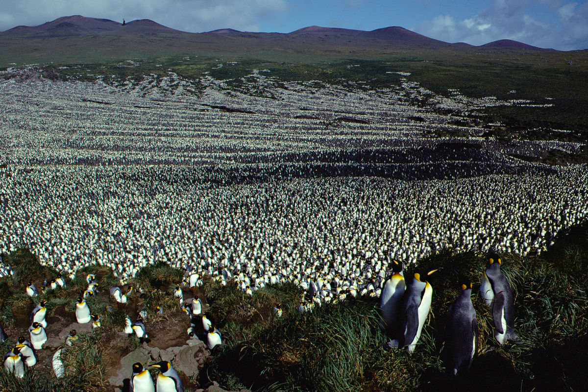 E se eu disser que os pinguins controlam o clima da Antártica com seu guano