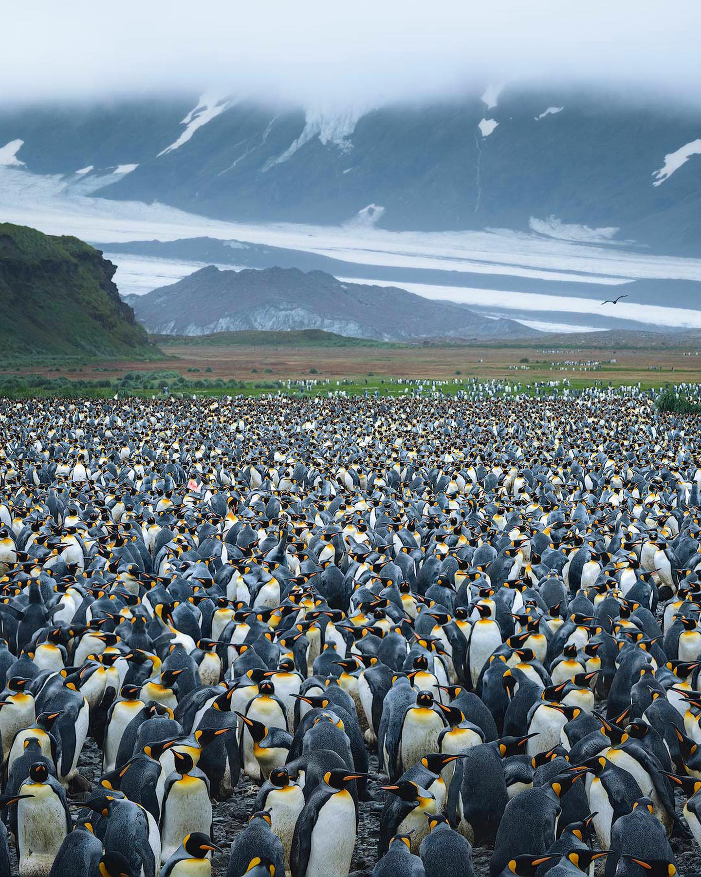 E se eu disser que os pinguins controlam o clima da Antártica com seu guano