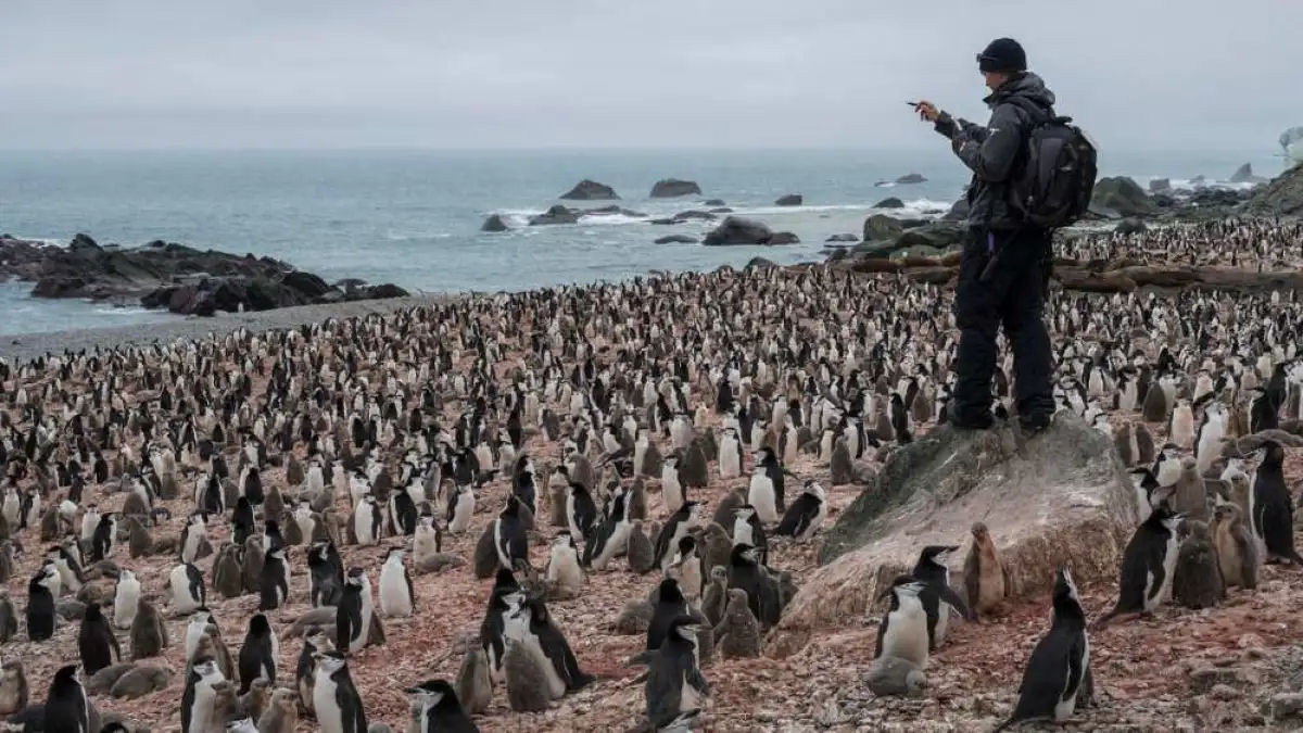 E se eu disser que os pinguins controlam o clima da Antártica com seu guano