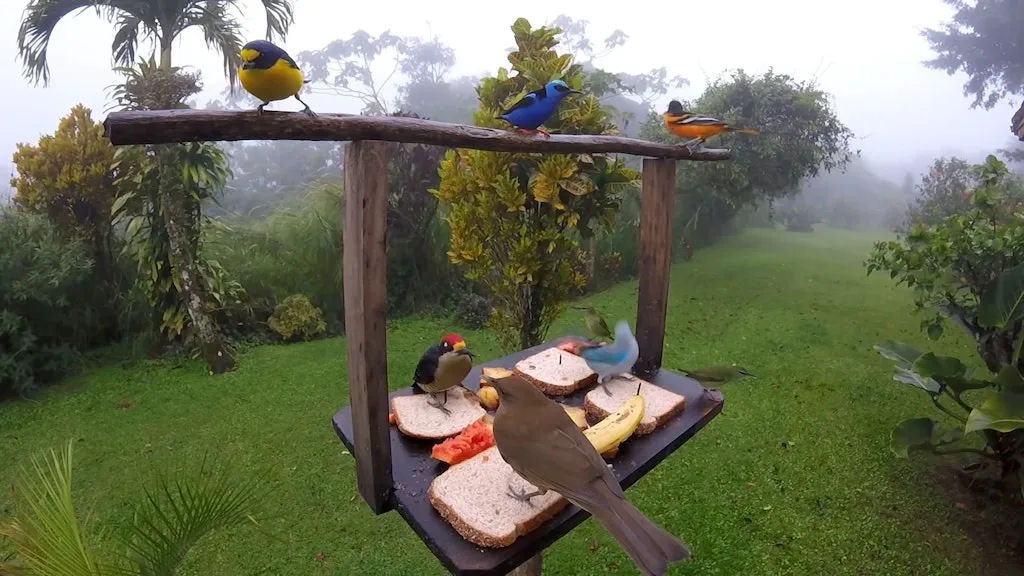 Conjunto colorido de pssaros visita um comedouro de pssaros da Costa Rica